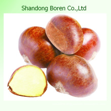 Chinese Chestnut Shandong Chestnut Fresh Chestnut
